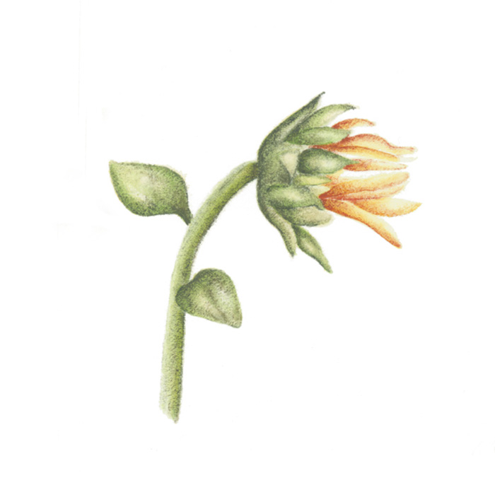 Sunflower_1