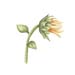 Sunflower_1